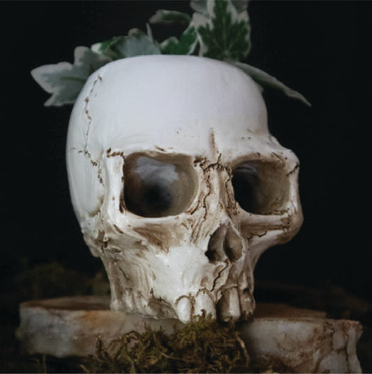 Skull Candle/Plant Holder