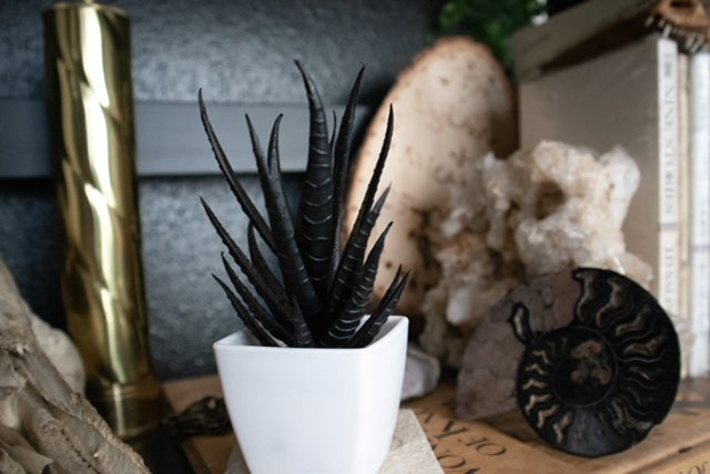 Black Plastic Plants